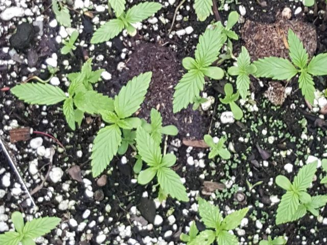 Photo of Cannabis seeds sprouted in black soil with perlite.