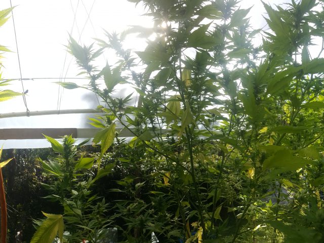 Photo of Cannabis plants seen on Hawaii Treehouse Farm Tours