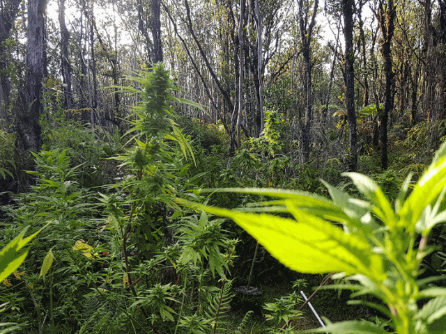 Photo of the Dragon's Web plant in a forest environment. A mature Dragon's Web Cannabis plant is in the background with a bodacious bud that seems to want to be harvested in used by a patient.