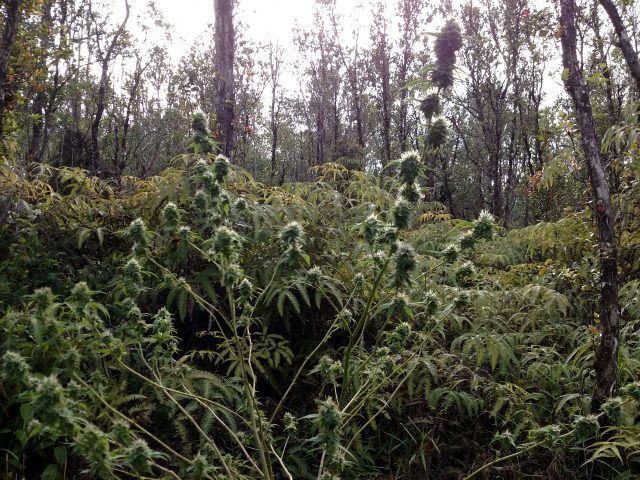 Photo of Sativa dominant strain, Dragon's Blood Kush growing in a rain forest.