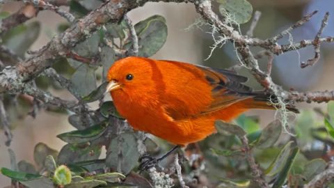 A photo gallery of various indigenous and endemic birds of Hawaii.