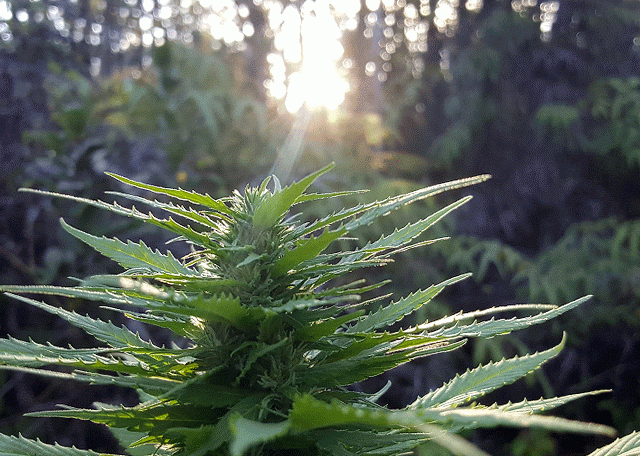 Animated gif of the top of a bright green cannabis plant in a golden ray of sunshine.
