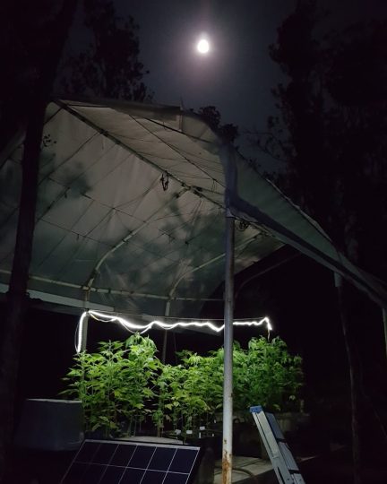 Photo of cannabis plants lit up growing in a tent under a full moon in Hawaii's Olaa Forest.