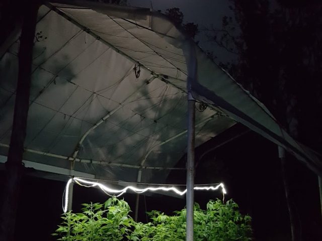 Photo of cannabis plants lit up growing in a tent under a full moon in Hawaii's Olaa Forest.
