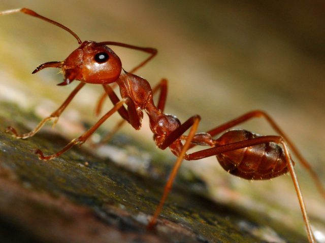 Photo of fire ant by William Cho
