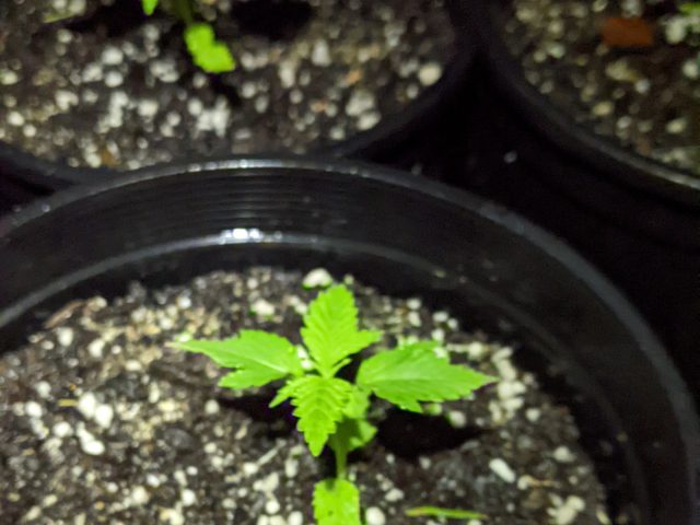 Seeds are sprouting from plant #9. Here we go!
