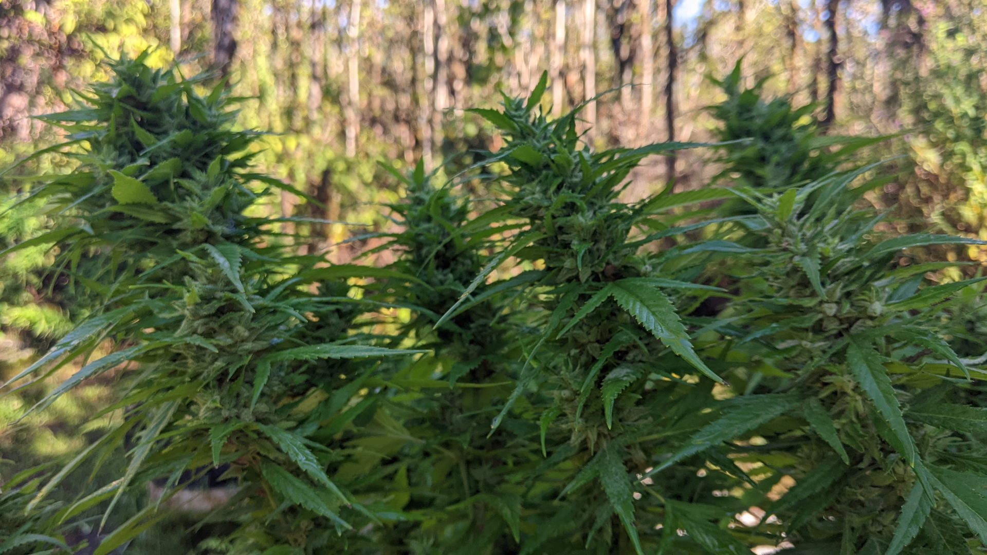 Seeded Buds on Plant #9 in the Treehouse Cannabis Garden